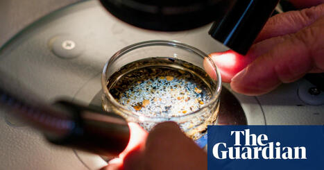 PFAS and microplastics become more toxic when combined, research shows | Pollution | The Guardian | Operation Deimos | Scoop.it