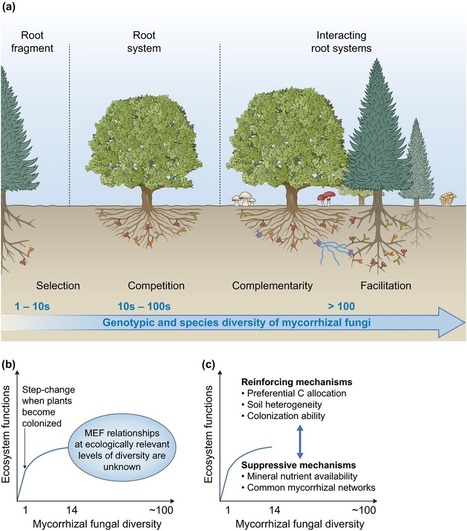Does genotypic and species diversity of mycorrh...