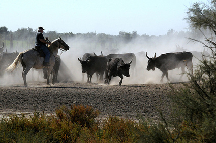 TransHumance a rendez-vous à Salin-de-Giraud ce soir à 18h15 | Camargue Nature | Scoop.it