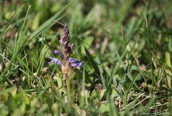 Flore de Camargue: Orobanche ramosa, Orobanche ramifiée | Camargue Nature | Scoop.it