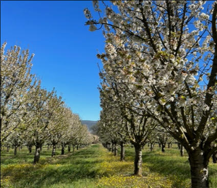 Quand des odeurs chassent les mouches ravageuses de vergers | HORTICULTURE | Scoop.it