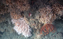 Cliffhanging corals avoid devasting bottom trawler damage | OUR OCEANS NEED US | Scoop.it