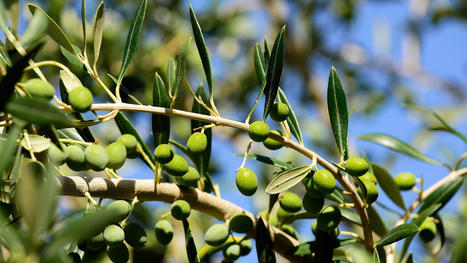 Huile d'olive: quand son prix va-t-il enfin baisser? | CORPS GRAS | Scoop.it
