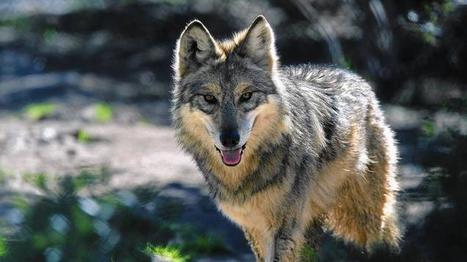 DNA indicates long-ago Southland wolf was actually a Mexican gray | Coastal Restoration | Scoop.it