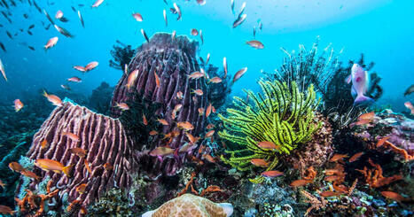 En Chine, un immense &eacute;cosyst&egrave;me marin vieux de 512 millions d&rsquo;ann&eacute;es refait surface | Biodiversit&eacute; - @ZEHUB on Twitter | Scoop.it