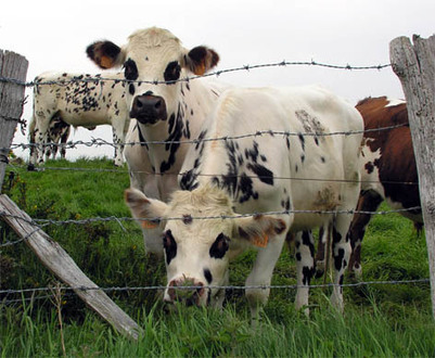 The Open Door Web Site : History : The Agricultural Revolution : Improvements in Farming in the 18th century | Industrial Revolution | Scoop.it