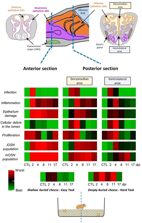 Perte prolong&eacute;e de neurones olfactifs suite &agrave; l&rsquo;infection par le SARS-CoV-2 chez le hamster | Life Sciences Universit&eacute; Paris-Saclay | Scoop.it
