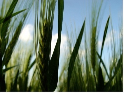 Reconnaissance Adventice : Agro-visio Flore - Un service Syngenta Agro | HORTICULTURE | Scoop.it