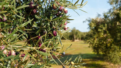 El olivo viaja al &Aacute;rtico para refugiarse en el mayor banco de semillas del mundo | OLIVE NEWS | Scoop.it
