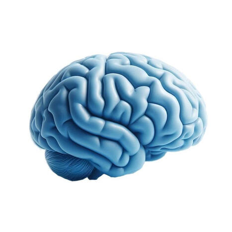 Desarrollan uno de los atlas del cerebro m&aacute;s detallados del mundo | Alzheimer y m&aacute;s (Bolet&iacute;n n&ordm; 86) | Scoop.it