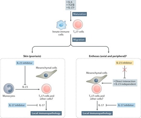 The IL-23&ndash;IL-17 pathway as a therapeutic target in axial spondyloarthritis | Rheumatology-Rhumatologie | Scoop.it