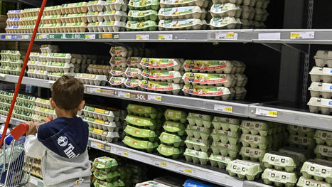 ALIMENTATION : L'oeuf, un produit anti-crise dont les ventes repartent à la hausse | ALIMENTATIONS | Scoop.it