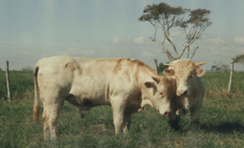 Genetique Animale et Biologie Integrative - Viva el Charolais de Cuba | Life Sciences Universit&eacute; Paris-Saclay | Scoop.it