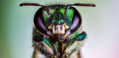 [Nouvelle recherche] Le changement climatique déclenche un effondrement mondial des insectes, dont le nombre a baissé de 63 % dans les terres agricoles affectées | EntomoNews | Scoop.it