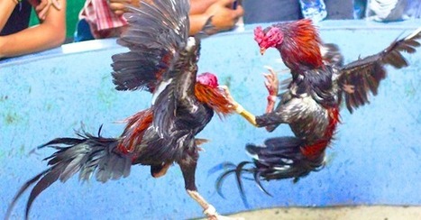 Cara Melatih Ayam Bangkok Agar Pukulannya Kuat