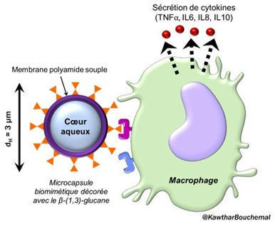 Des microcapsules pour mimer l&rsquo;effet immunomodulateur des sucres de la paroi de champignons pathog&egrave;nes | Life Sciences Universit&eacute; Paris-Saclay | Scoop.it