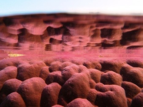 Coral scientist to join Curtin - News and Events | A Random Collection of sites | Scoop.it