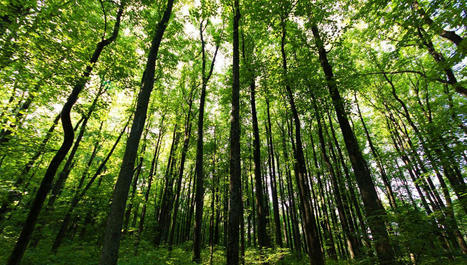 Changement climatique : que forêt-il faire ? | Biodiversité & Relations Homme - Nature - Environnement : Un Scoop.it du Muséum de Toulouse | Scoop.it