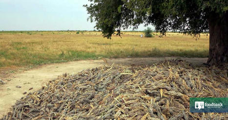 AFRICA : VACS Is Going Back to Basics for a CLIMATE Resilient Future | CIHEAM Press Review | Scoop.it