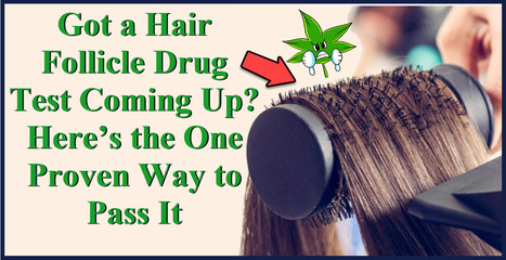Got A Hair Follicle Drug Test Coming Up? Here’s The One Proven Way To Pass It | Cannabis.Net | Scoop.it
