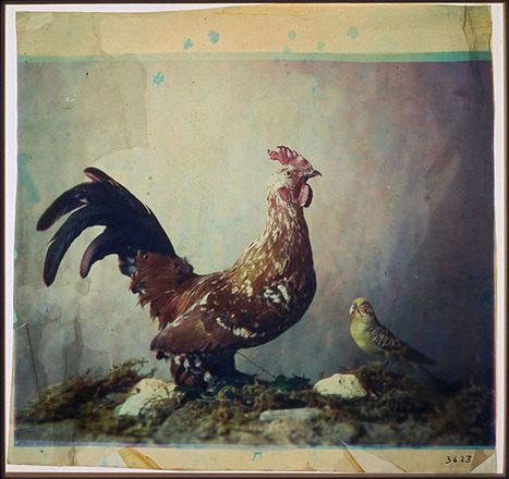 A Brief History of Color Photography, From Dream to Reality | Photography by products | Scoop.it