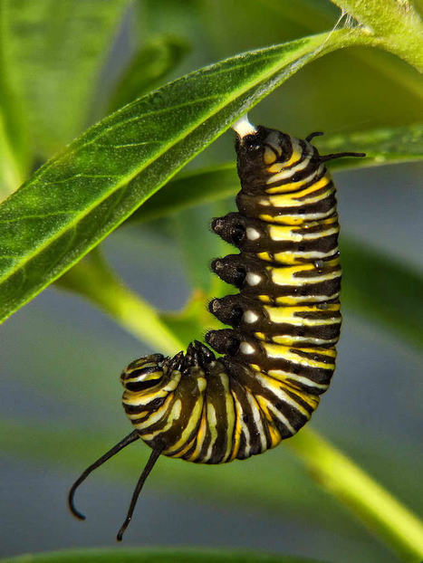 Transformational Leadership &mdash; A Rough Guide to Leadership Models and Theories | Transformational Leadership | Scoop.it