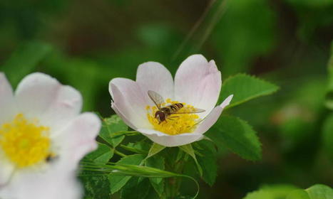 Découvrir les insectes pollinisateurs... / Actus du Parc Naturel Régional des Landes de Gascogne | Landes | Scoop.it
