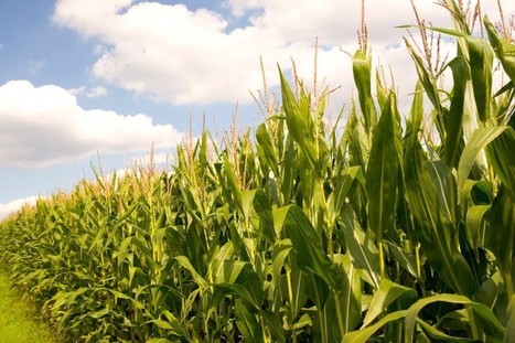 UE : L'interdiction d'un maïs OGM échoue faute de consensus entre les Etats membres | Questions de développement ... | Scoop.it