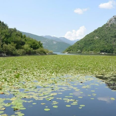 ALBANIE : Le plus grand lac des Balkans engage sa reconqu&ecirc;te &eacute;cologique | CIHEAM Press Review | Scoop.it