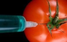 OGM : Syngenta accusé d'avoir menti | Toxique, soyons vigilant ! | Scoop.it