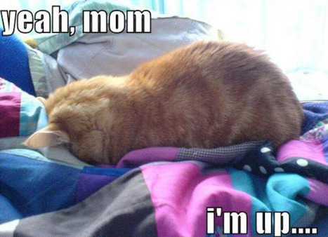 Yeah mom I'm up | Lolcats | Scoop.it
