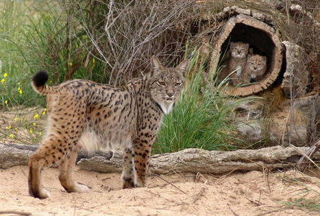 The comeback cat : Iberian lynx numbers up tenfold in 20 years - | Biodiversité | Scoop.it