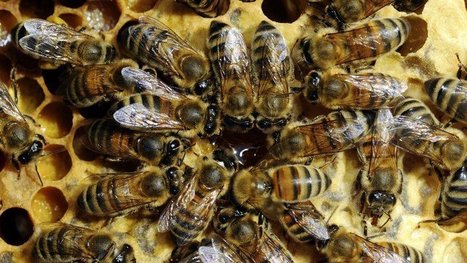 Un test de l'INRA mesure l'impact des pesticides sur les abeilles : reportage vidéo | EntomoNews | Scoop.it