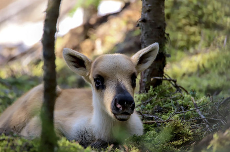 La destruction d&rsquo;habitats des caribous de Charlevoix pr&eacute;vue cet &eacute;t&eacute; | Ils parlent de nous ! | Scoop.it