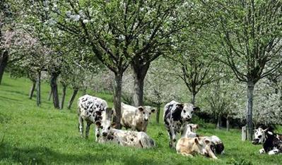 Pourquoi la fili&egrave;re lait fran&ccedil;aise reste en &eacute;bullition - ouest-france.fr | Agriculture en Pays de la Loire | Scoop.it