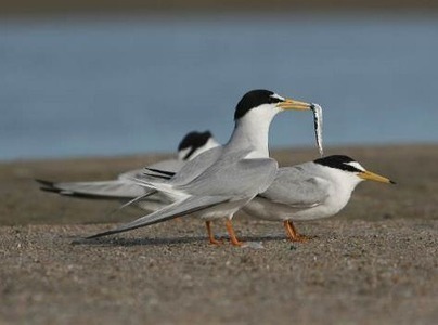 Quelle(s) gestion(s) pour les oiseaux du Golfe du Lion ? | Biodiversité | Scoop.it