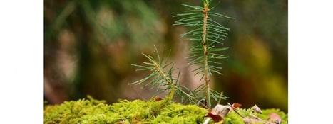 L’homogénéisation des forêts diminue les services écosystémiques | Infogreen | Biodiversité | Scoop.it