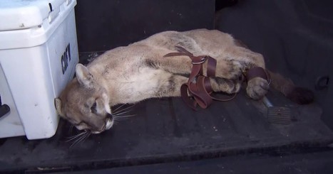 After attacking dogs, mountain lion now killing goats in Simi Valley | Coastal Restoration | Scoop.it