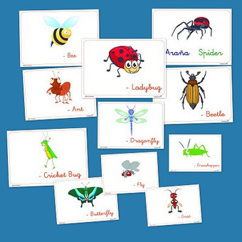 Los insectos. Vocabulario en imágenes | Español para los más pequeños | Scoop.it