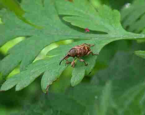 Le Balanin des noisettes Curculio nucum | Insect Archive | Scoop.it