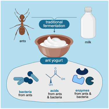 Quand la fermentation du yaourt devient une affaire de fourmis | EntomoNews | Scoop.it