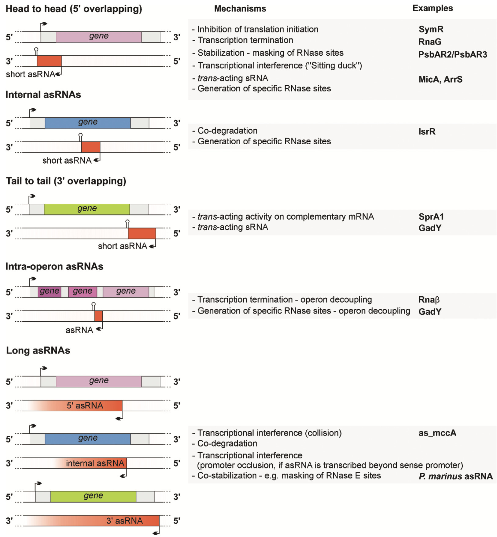 Widespread Antisense Transcription in Prokaryot...