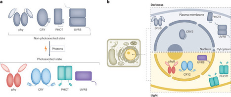 Decoding darkness by seeking photoreceptor functions with and without light | Npt | RMH | Scoop.it