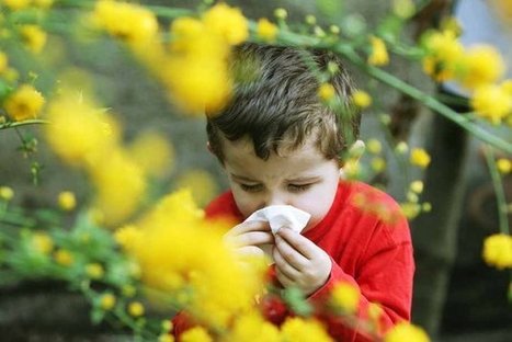 Pollution et pollen, le cocktail explosif | Toxique, soyons vigilant ! | Scoop.it