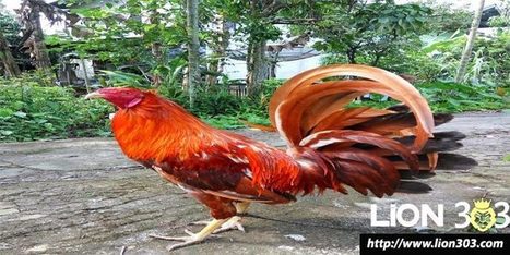 80 Gambar Ayam Peru Terlihat Keren Gambar Pixabay