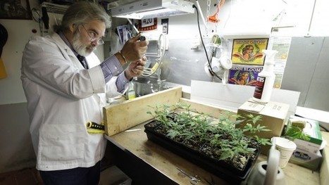 Feds Block FDA-Approved PTSD-Marijuana Research | Beckley News : Cannabis - Marijuana | Scoop.it