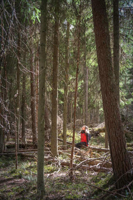 Hämeenlinnan Ahvenisto yllätti meidät täysin – metsäisten harjujen syli on suojaisa ja järvi loiskuu turkoosina – Retkipaikka | 1Uutiset - Lukemisen tähden | Scoop.it