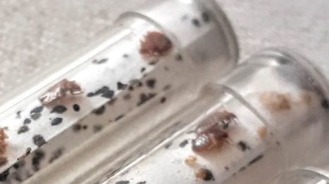 Dordogne : un couple passe deux mois de confinement dans son appartement infest&eacute; de punaises de lit | Vari&eacute;t&eacute;s entomologiques | Scoop.it