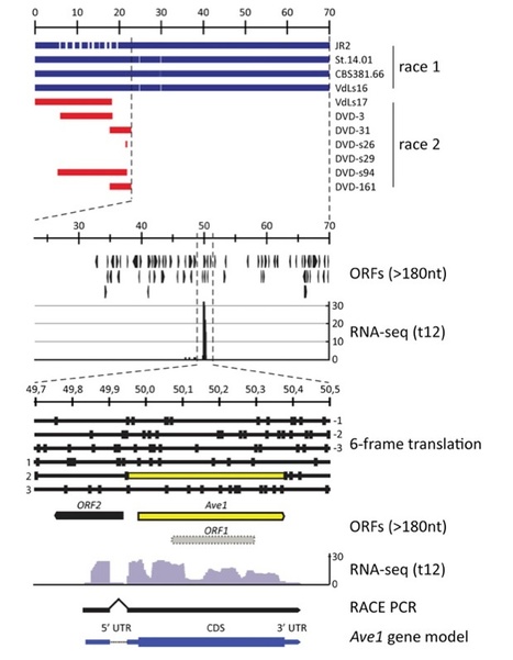 PNAS: Tomato immune receptor Ve1 recognizes effector of multiple fungal pathogens uncovered by genome and RNA sequencing | Plants and Microbes | Scoop.it