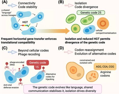 Gene sharing has stabilised the genetic code | Tin | RMH | Scoop.it